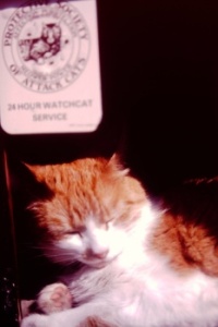 Watchcat Service