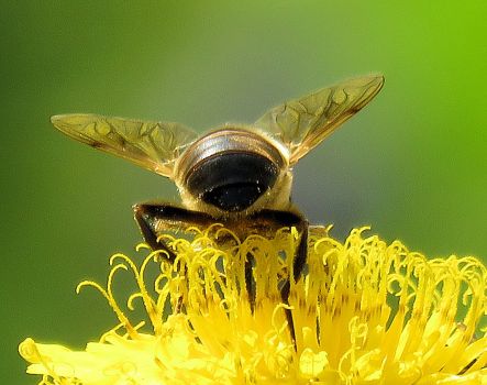 Solve the backside of a tapered drone fly (achterste van een ...