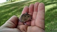 Baby Field mouse, Sept 27
