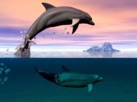 Dolphins