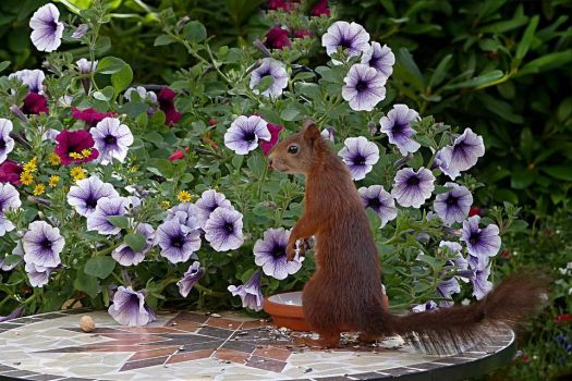 Flowers and Animal