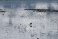 Wet bald eagle in Alaska