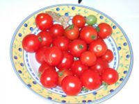 tomates du balcon