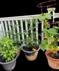 Plants on Deck