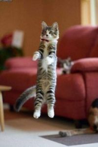 Maybe Kitty levitated