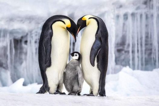 Solve Emperor Penguins family in Antarctica, by the National Geographic