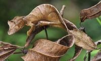 Leaf-Tailed Gecko (small)