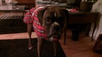 Looking humiliated......