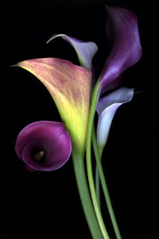 gorgeous calla lilies