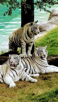 Three beautiful tigers....
