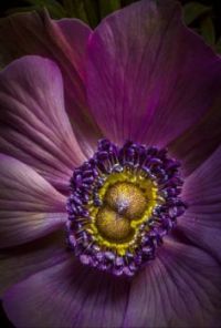 Anemone close up