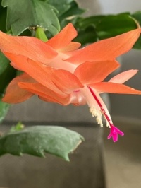 Orange Blossom