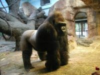 Gorilla At Henry Doorly Zoo