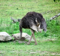 Ostrich