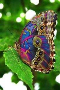Colorful Flutterby