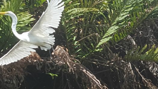 Egret takes flight