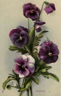 purple flowers