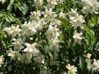 wild honeysuckle