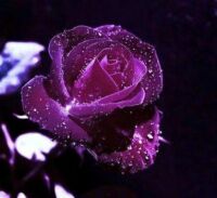 Rain drops on purple rose.