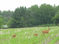 Deer running away