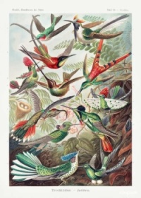 Ernst Haeckel Humming Birds Illustration