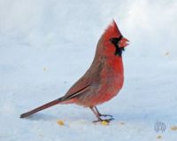 Male Cardinal