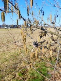 Els / Alnus glutinosa.... with dog Shenna in the background!