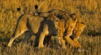 3 Lionesses-Masai Mara National Reserve