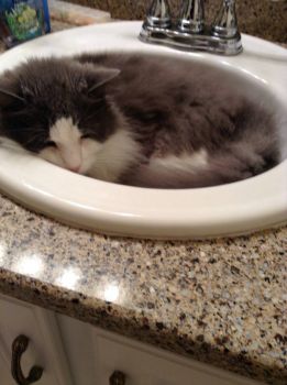 Bubby loves to sleep in the sink