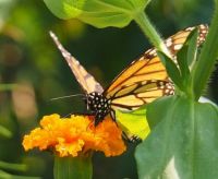 Monarch on Marigold