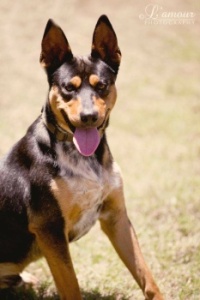 Bundy the Super Kelpie