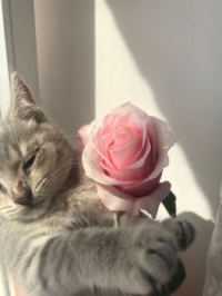 rose for you