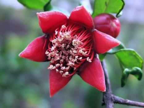 Pomegranate Flower