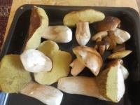 houby/ mushrooms