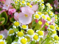 vibrant_spring_flowers