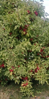 Crabapple tree, Omarama, New Zealand