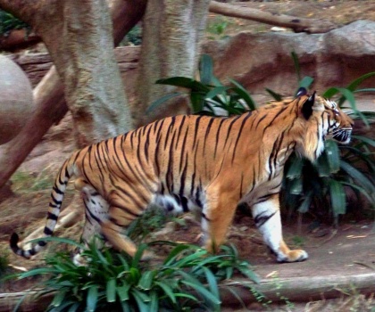 Solve San Diego Zoo - Tiger jigsaw puzzle online with 154 pieces