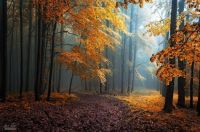 Hidden Beneath the Leaves