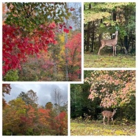 Lunchtime visitors, and fall colors in East Tennessee