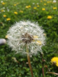 Taraxacum
