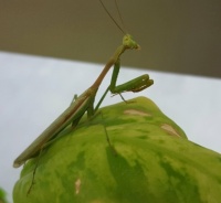 Praying Mantis