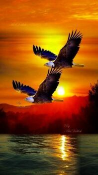 Beautiful Eagles 
