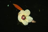 Daintree rainforest - floating flower