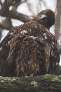 Harold, the Juvenile Bald Eagle