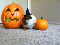 Senor Tamale says Happy Halloween!