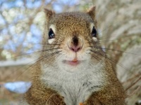 Squirrel Selfie  :-)