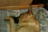 this is a nice bed