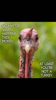 You're Not a Turkey