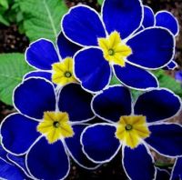blue flower 2013
