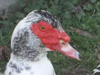 Ugly Duck